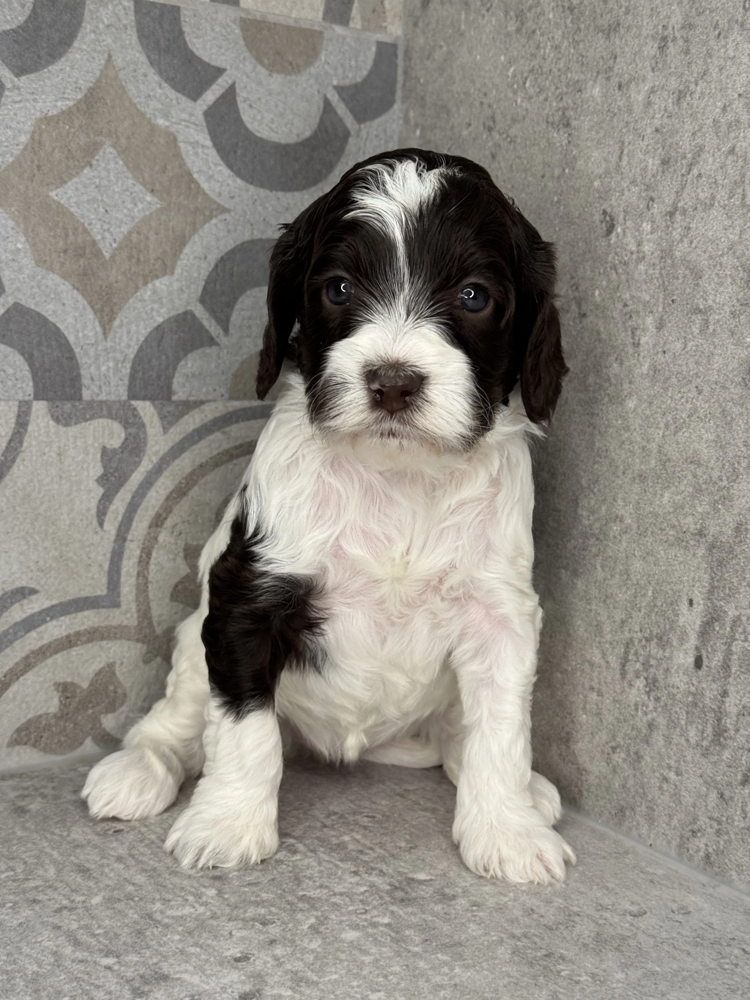 Coulee Rowynn x Van Isle Ready Freddy 