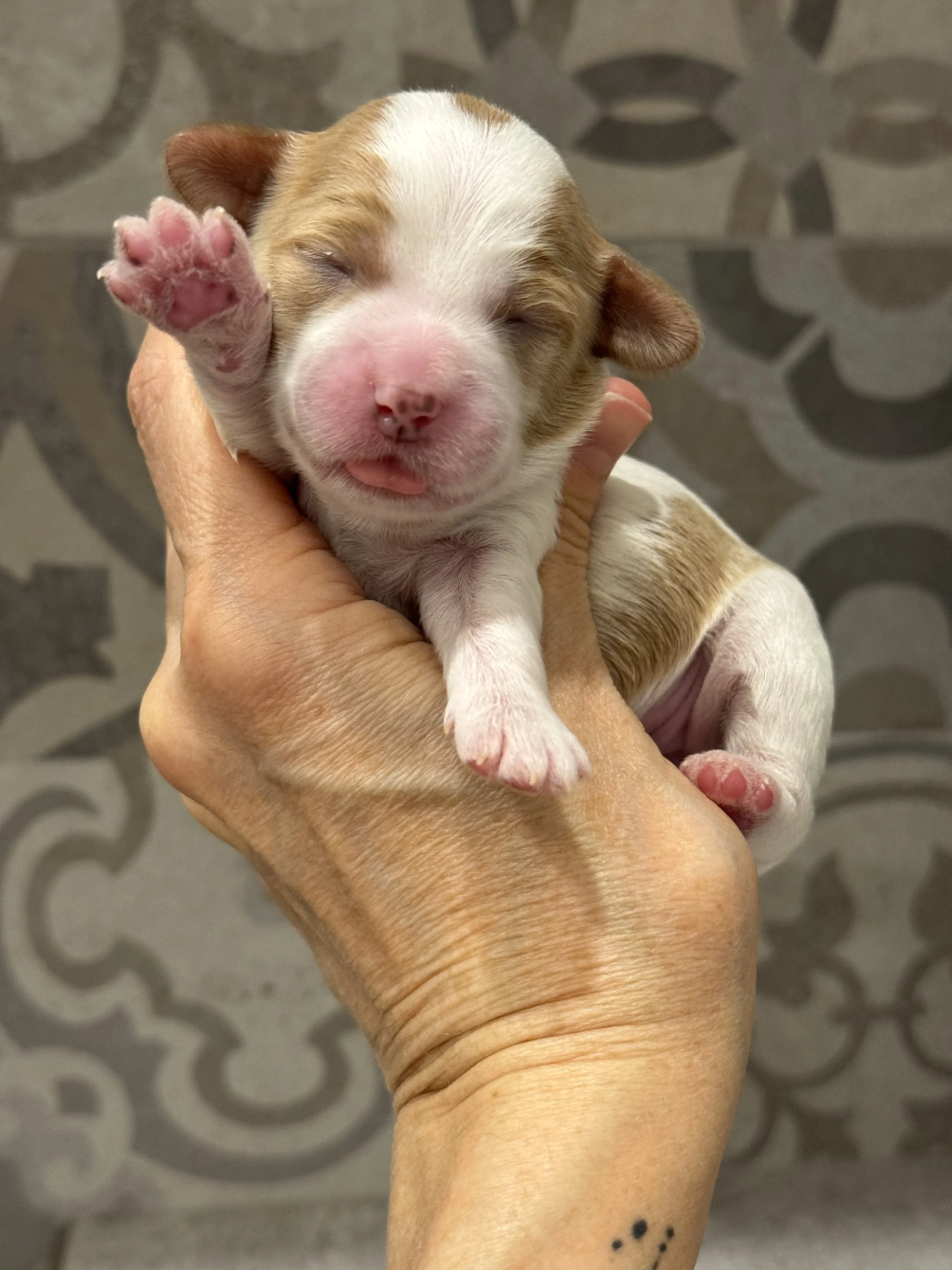 Coulee's Paisley X Prairie's Jethro