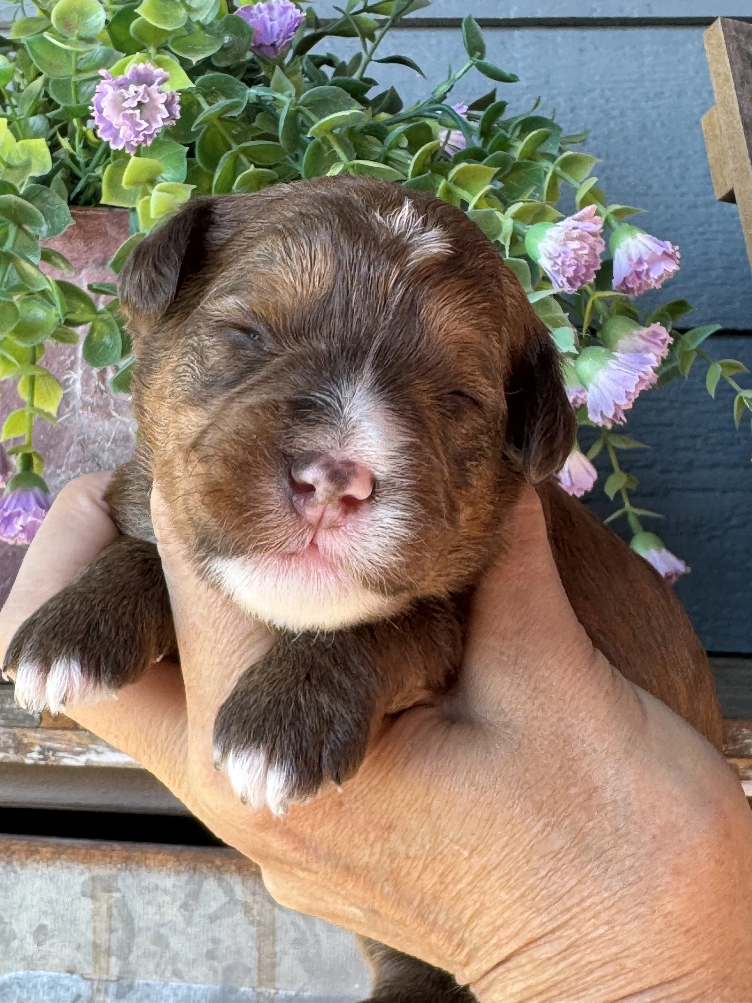 Earth Angel’s Andie x CD Indiana Jones