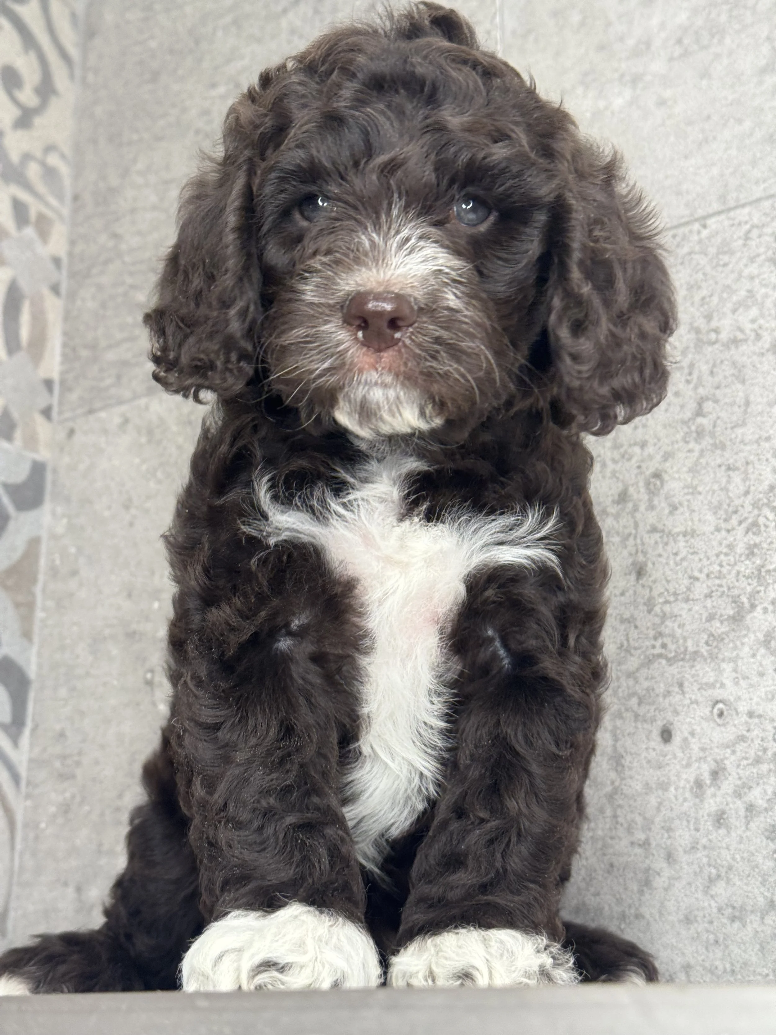 Coulee's Rowyn x Freddy