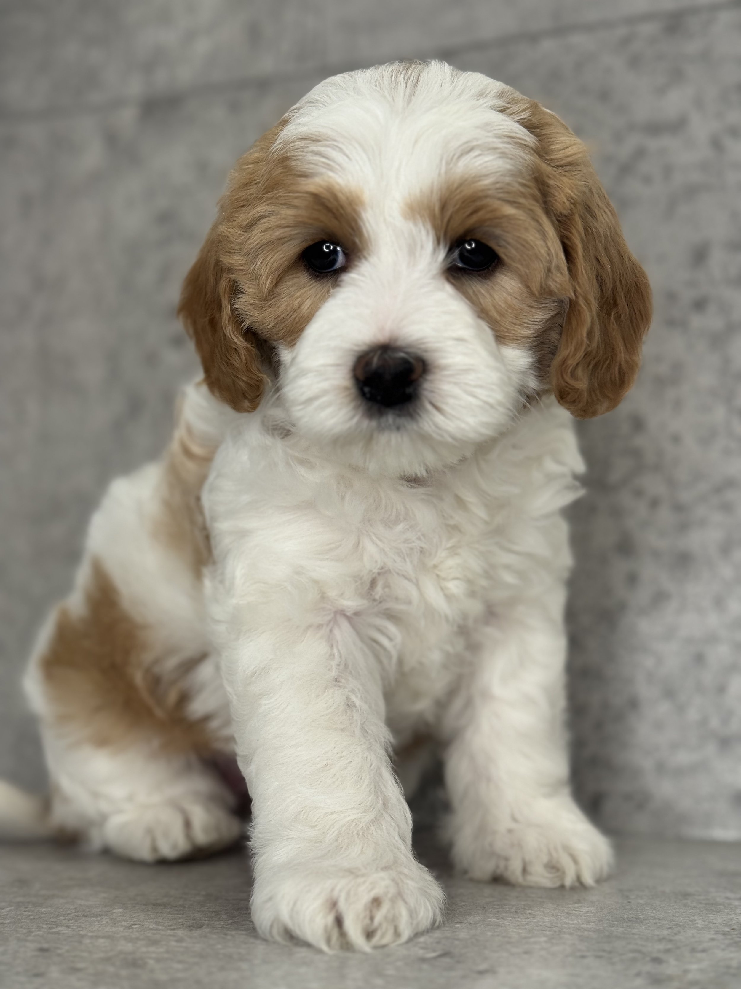 Coulee's Paisley x Prairie's Jethro