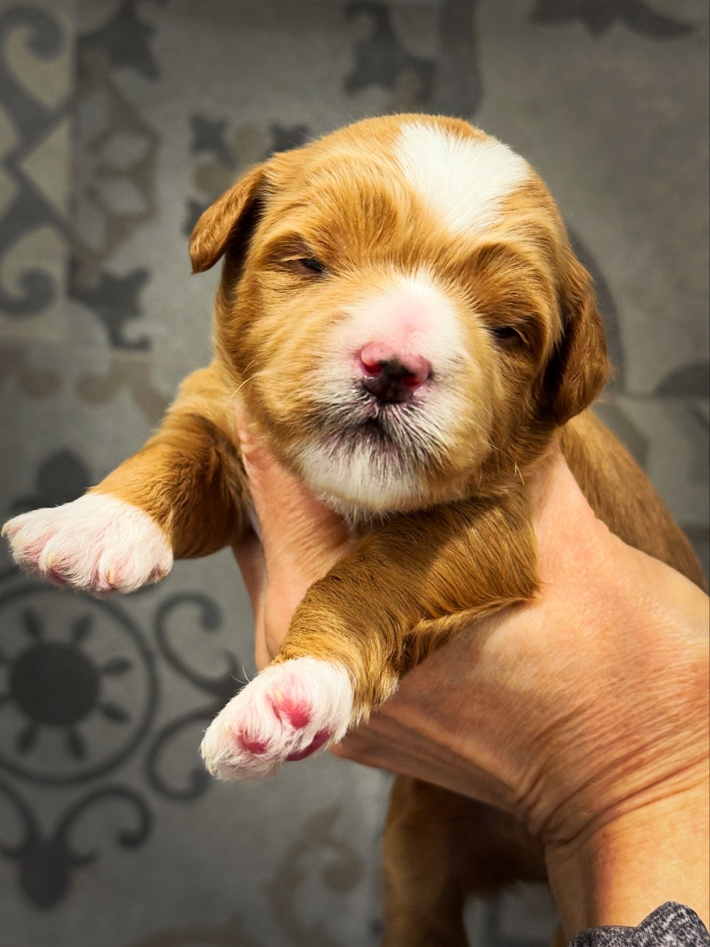 Coulee’s Eevee x Earth Angel’s Norman