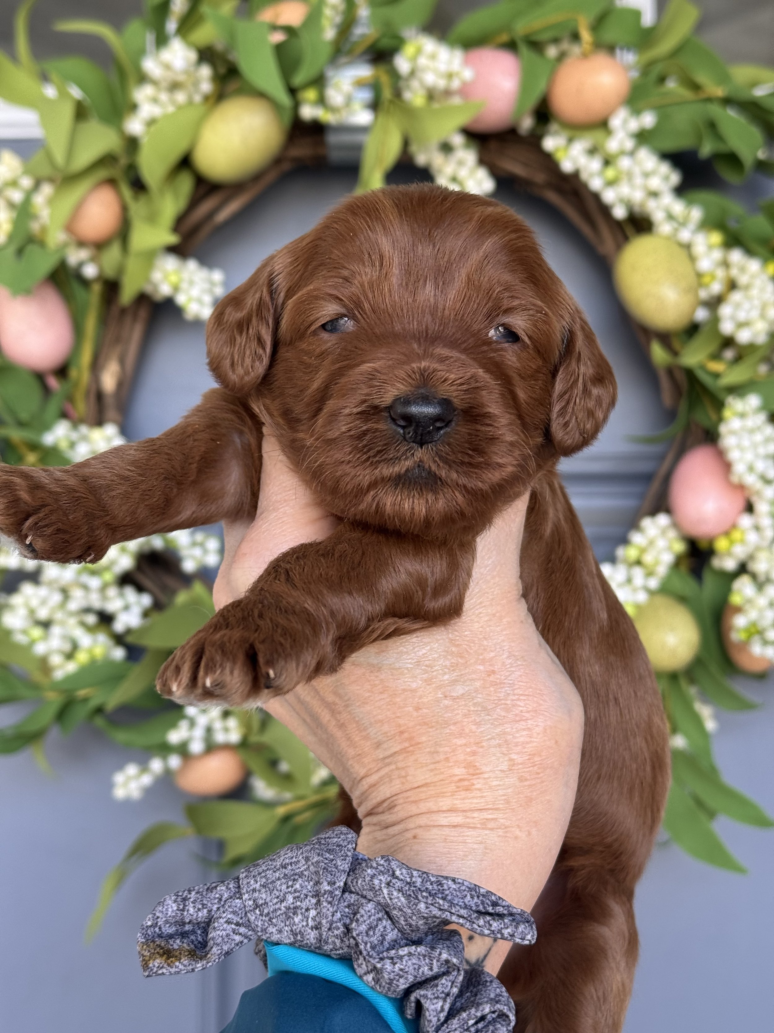 Coulee's Pennie X Coulee's Finnick