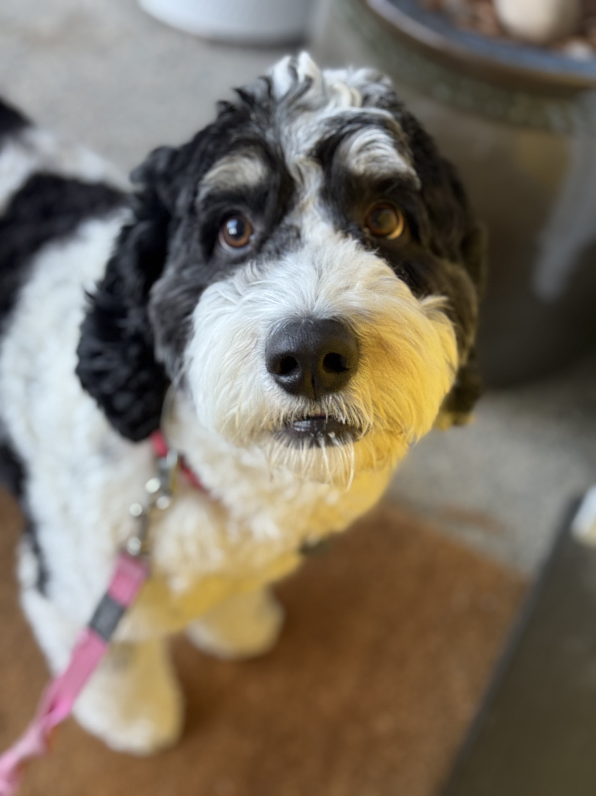 alberta bernedoodles waldo.png