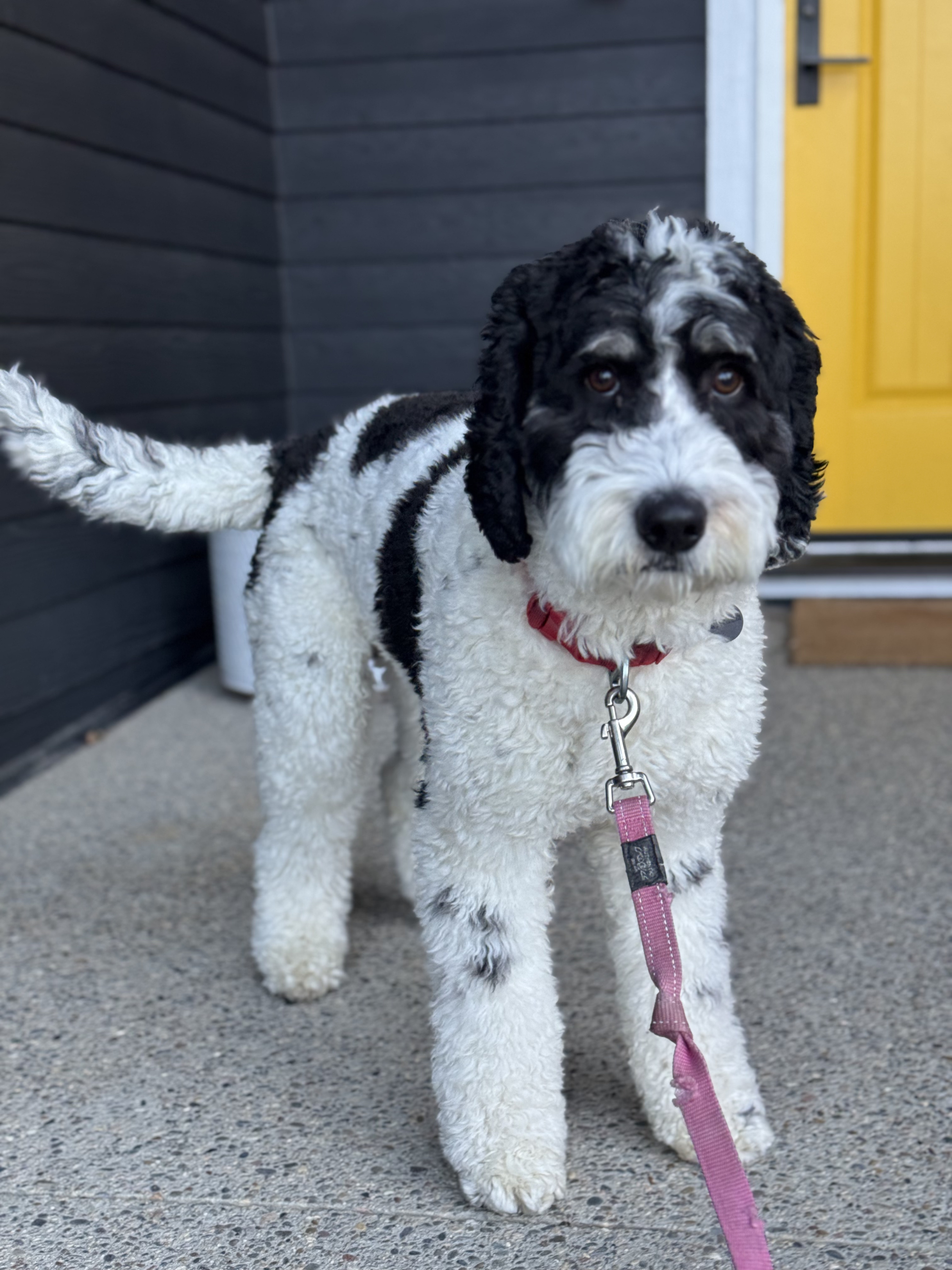 alberta bernedoodles june waldo 2.png