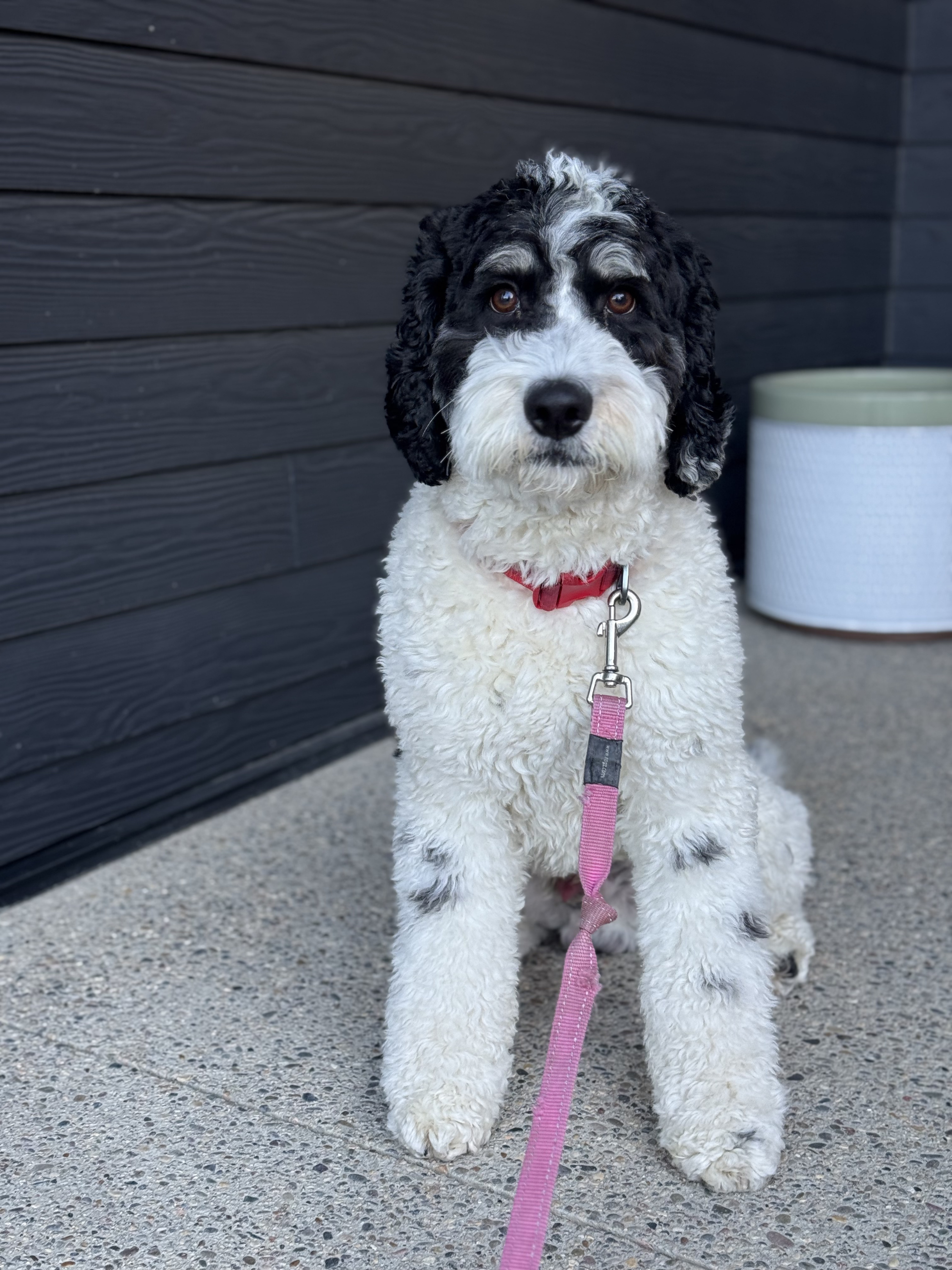 alberta bernedoodles.png