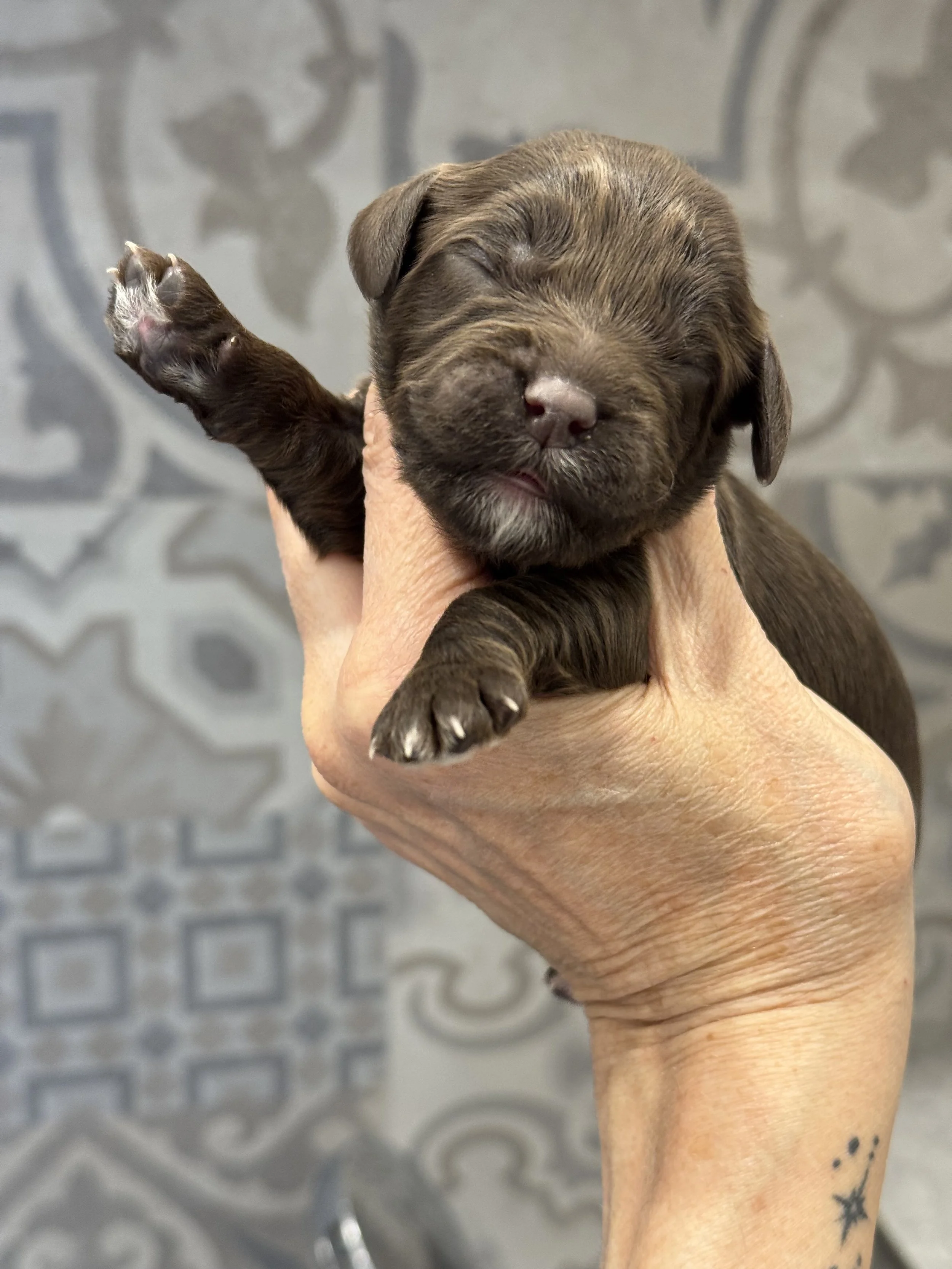 Coulee's Scottie x Coulee's Waldo