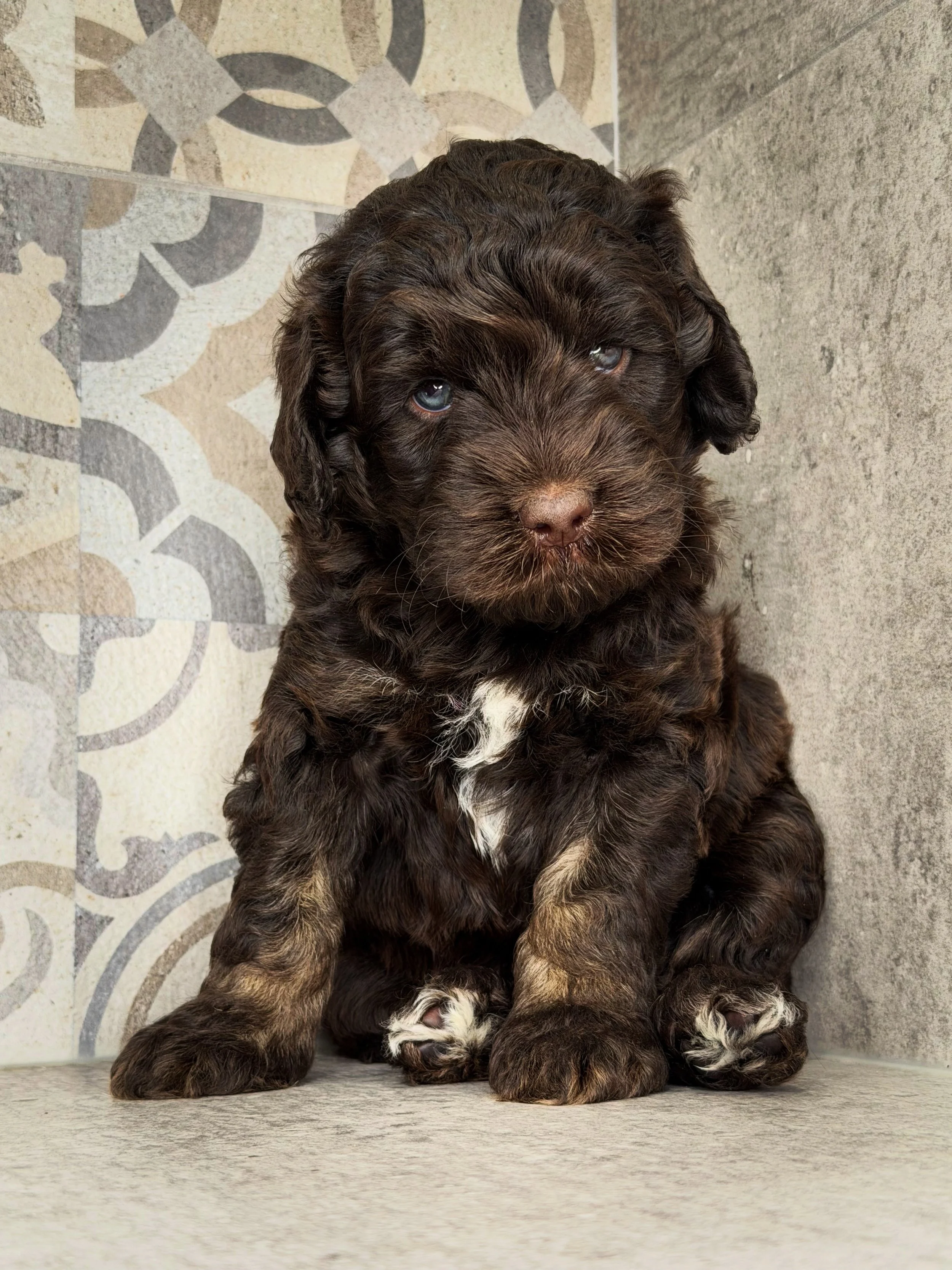 Coulee’s Gabriella x Coulee’s Ike