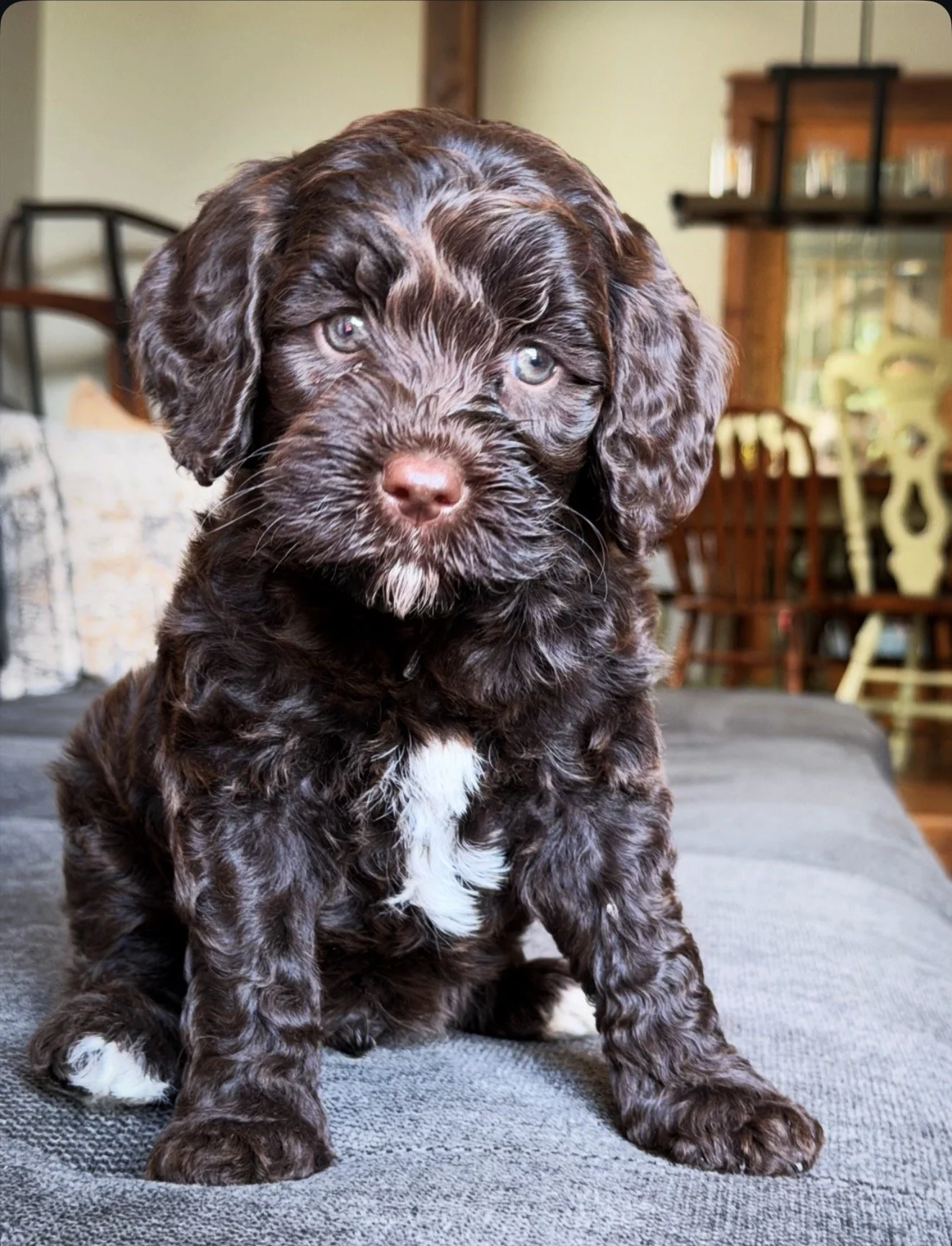 Coulee’s Scottie x Coulee’s Waldo
