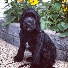 Coulee's Koda