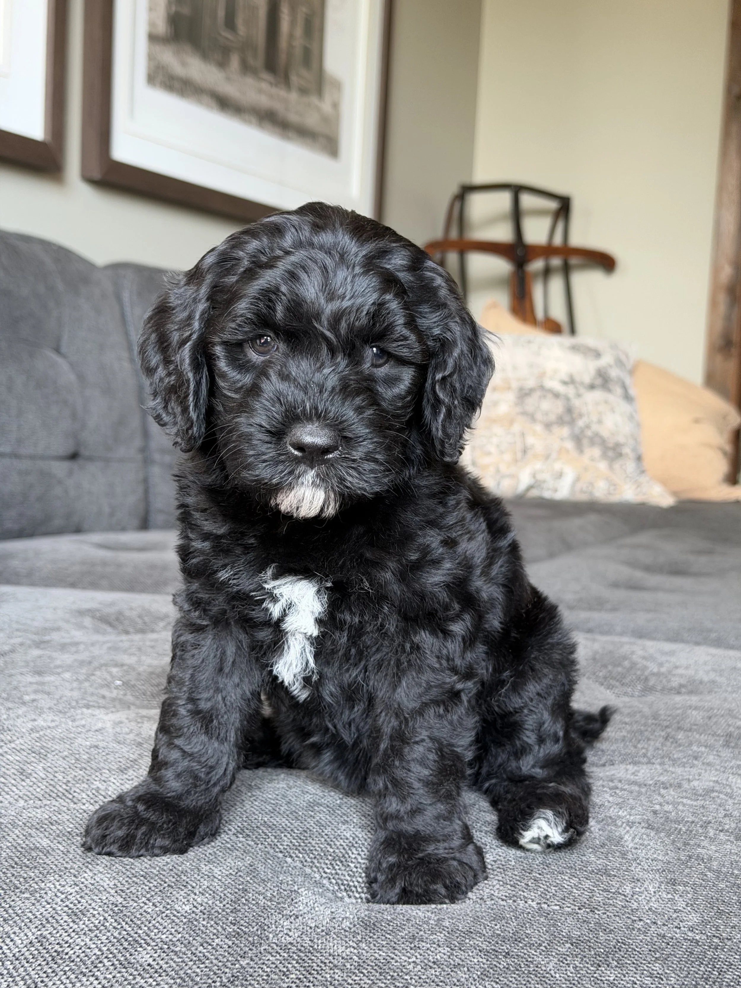 Coulee’s Scottie x Coulee’s Waldo
