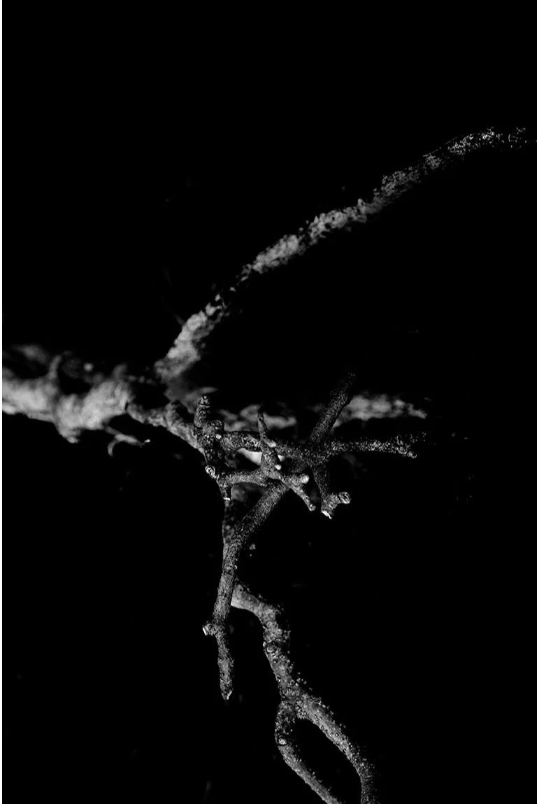Untitled-1_0000s_0010_twigs5+copy.jpg