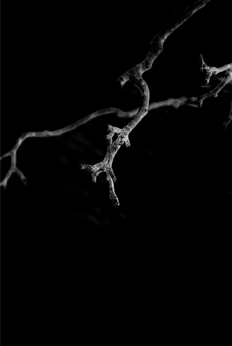 Untitled-1_0000s_0011_twigs+copy.jpg