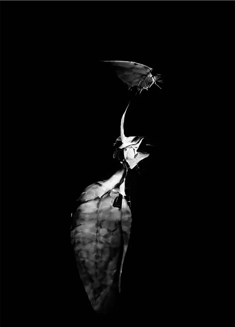 Untitled-1_0000s_0002_moth+copy-gigapixel-standard-scale-4_00x.jpg