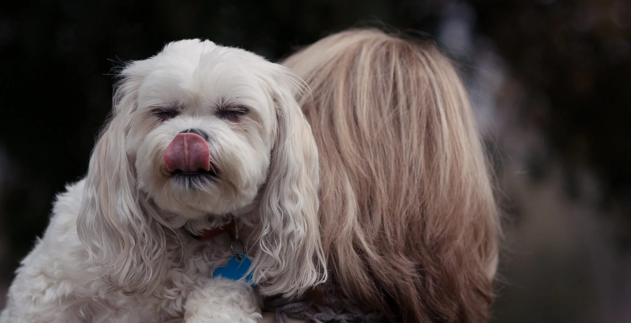 doreen lindhoff dogs-10.jpg