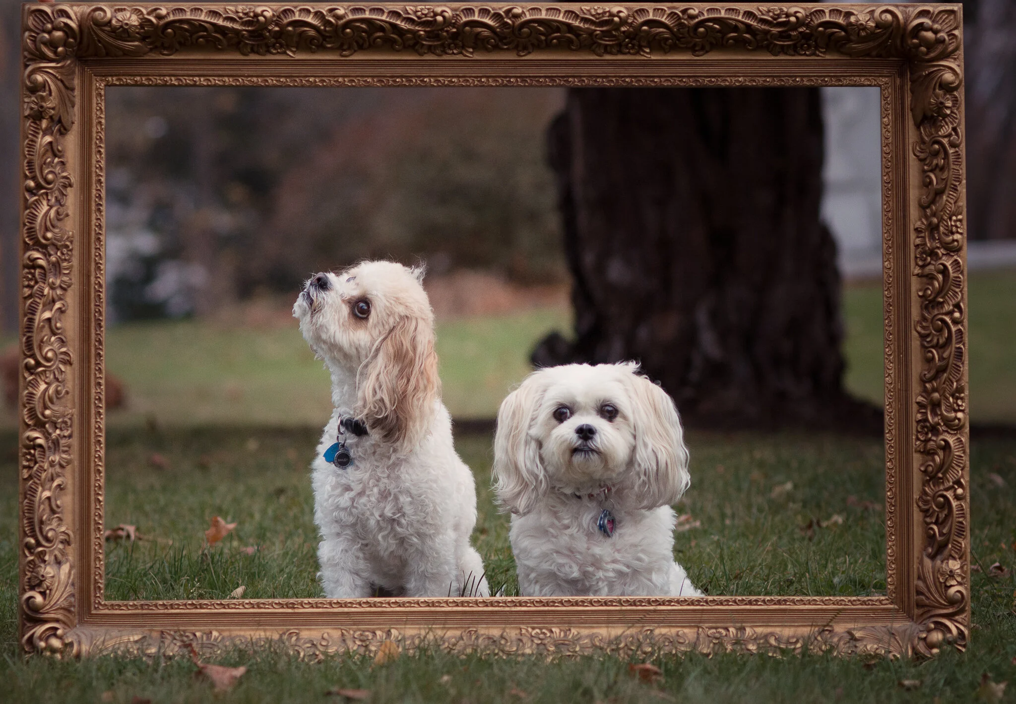 doreen lindhoff dogs-8.jpg