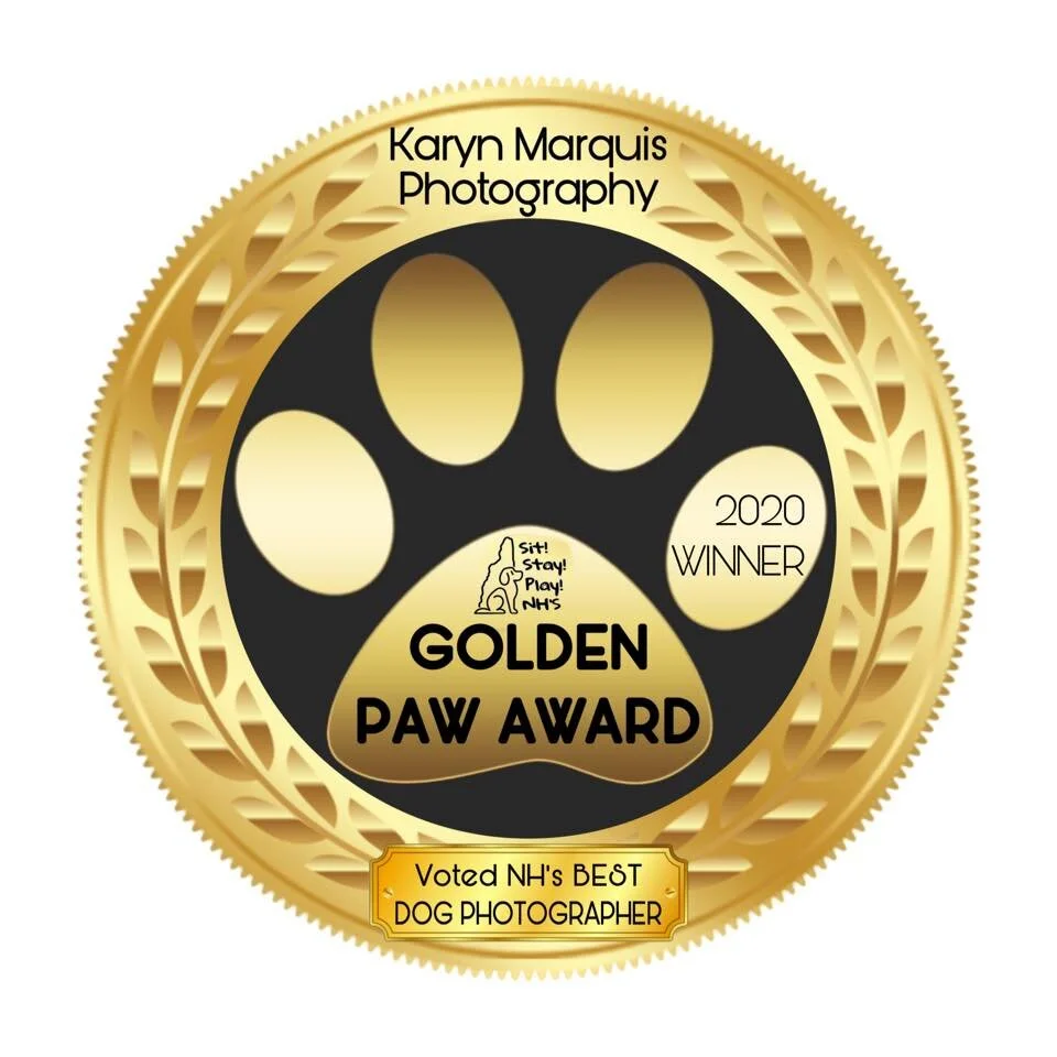 NHBestDogPhotographer2020.jpg
