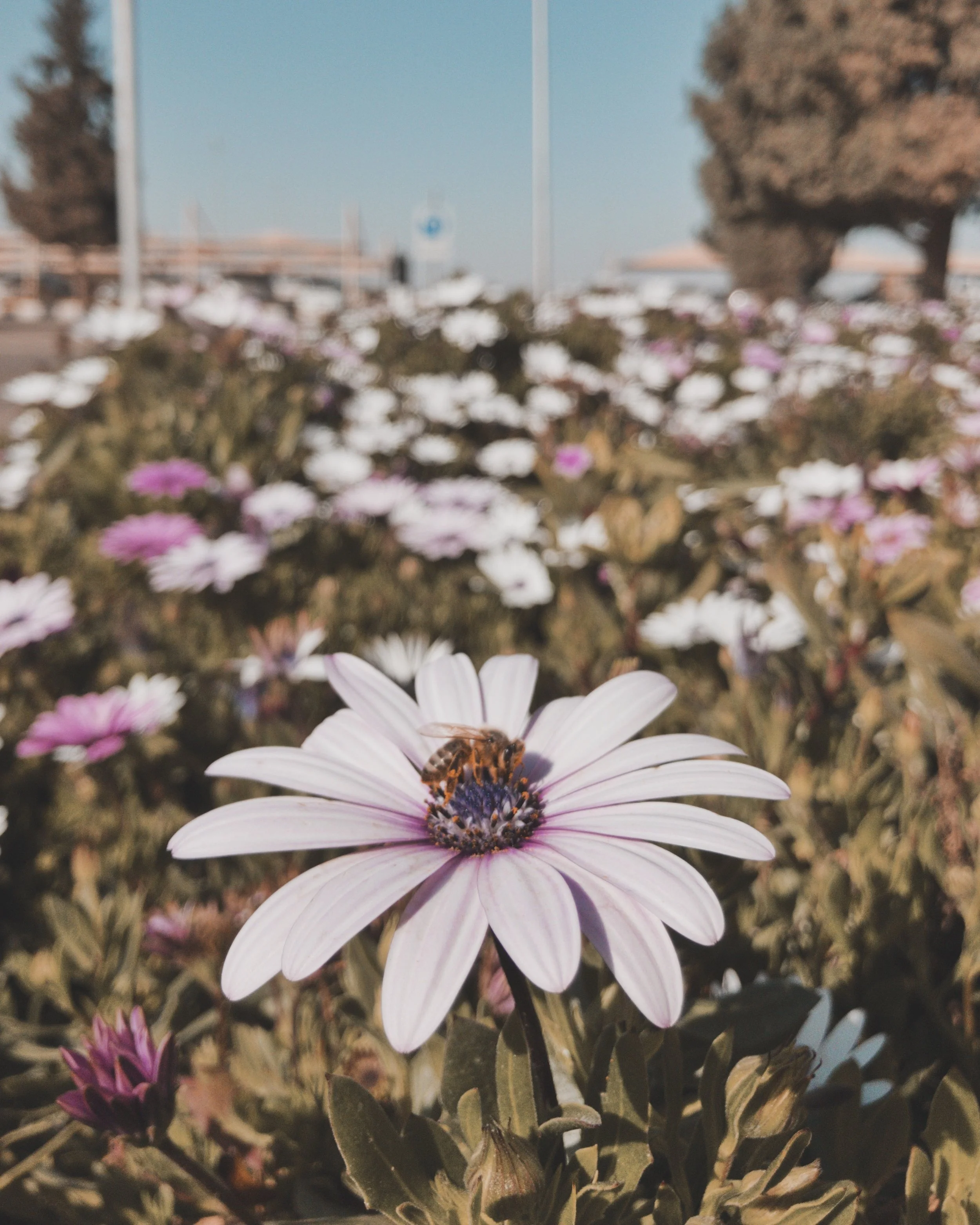 I took this photo with my iPhone X. Notice that the subject is focused and the background is blurred out.