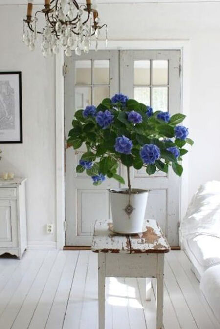 flowers in living room