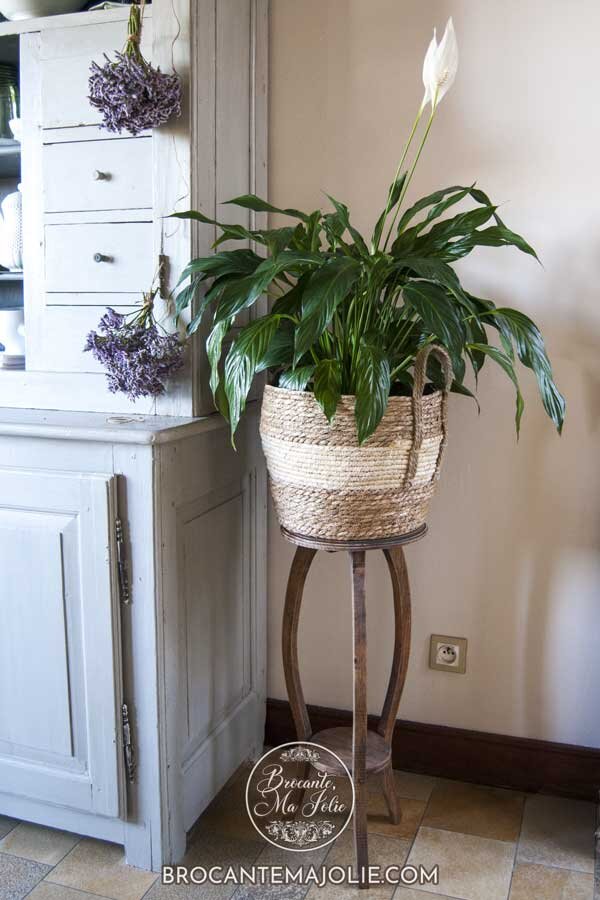plants in dining room