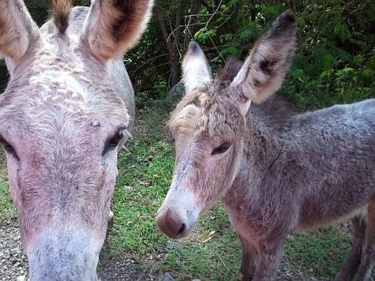 donkeys.jpg