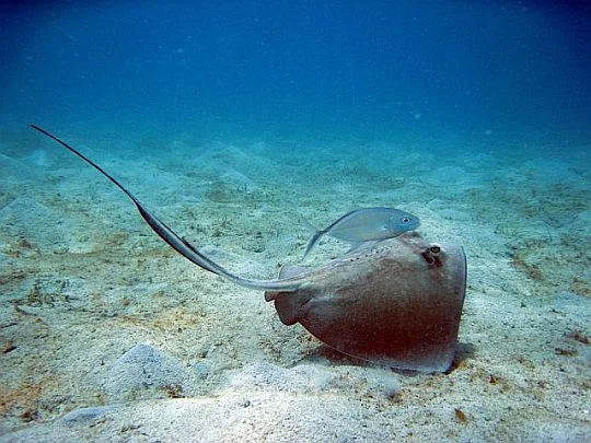 ray.jpg
