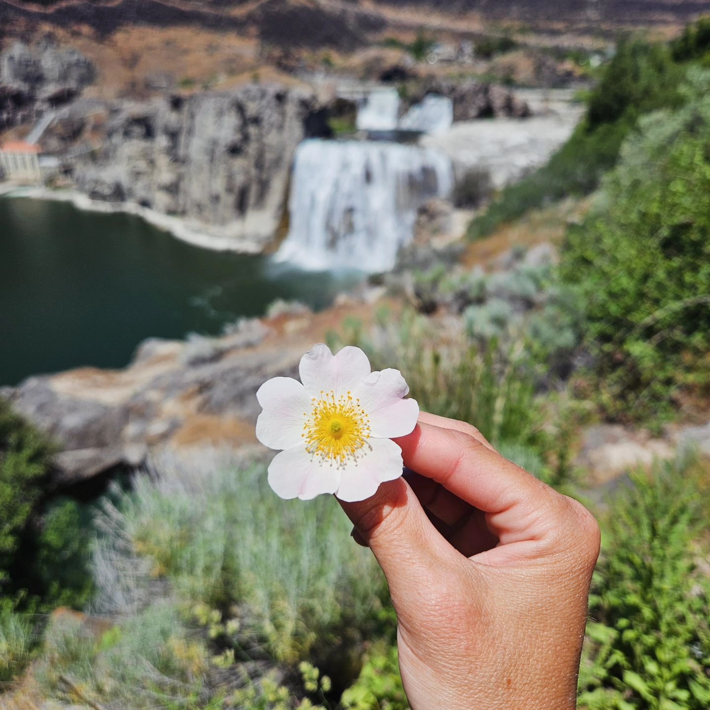 Our deepest desires are our future memories waiting to be selected and acted upon 🩷

#dreamlife #enchantedlife #enchantinglife #modernmagic #manifestor #manifestation #idahomystic #shoshonefalls #idahome