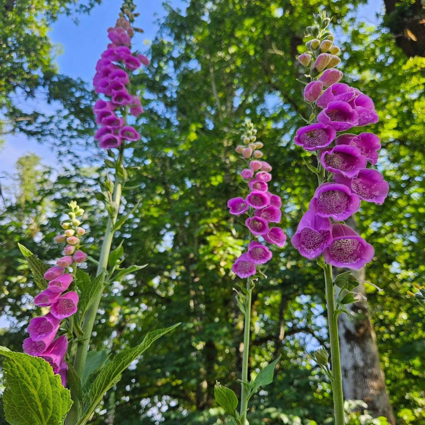 I am growing, reaching new heights, becoming more than I ever knew possible 💖

#reachingnewheights #personalgrowth #enchantinglife #theenchantedlife #modernmagic
#foxgloves #vacation2024
