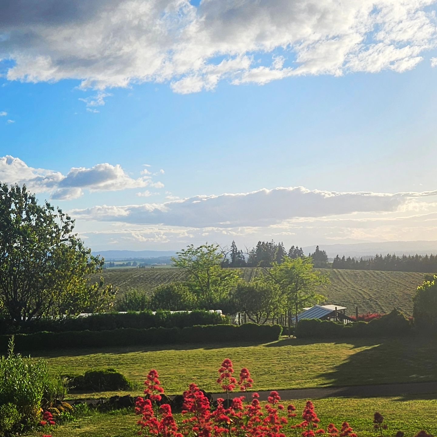 If CHARM were a place, it would be Buena Vista Lavender Farm 💜 

To wake here, 
walk the beautiful grounds, 
watch sunrises and sunsets, 
treasured memories created,
all made possible by the generous invitation of our loving family. 

Our hearts are