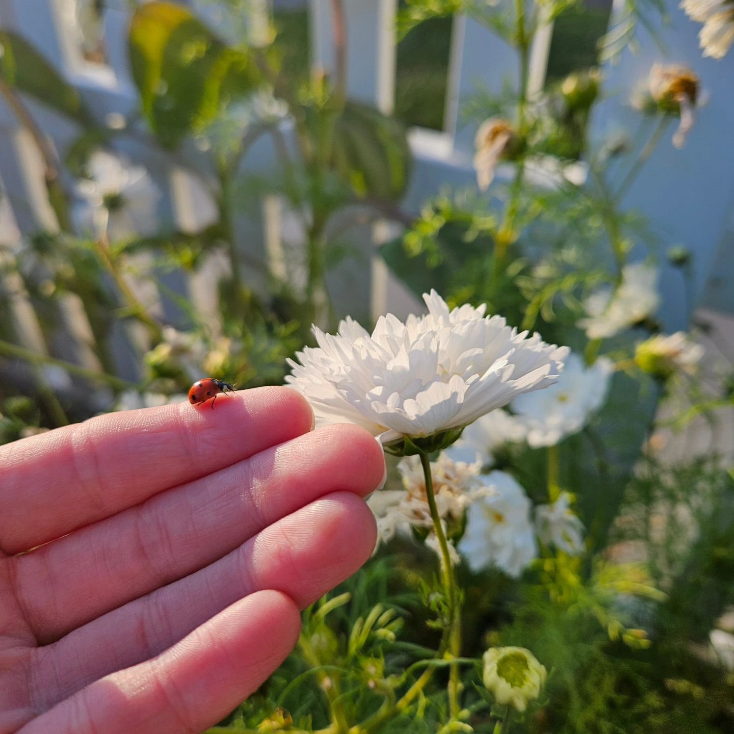 I trust that my wishes are coming true ✨️🐞 For all that I have now, were once wishes too.

#dreamscometrue #dreamlife #enchantedlife #manifestor #conciouscreator #trusttheuniverse