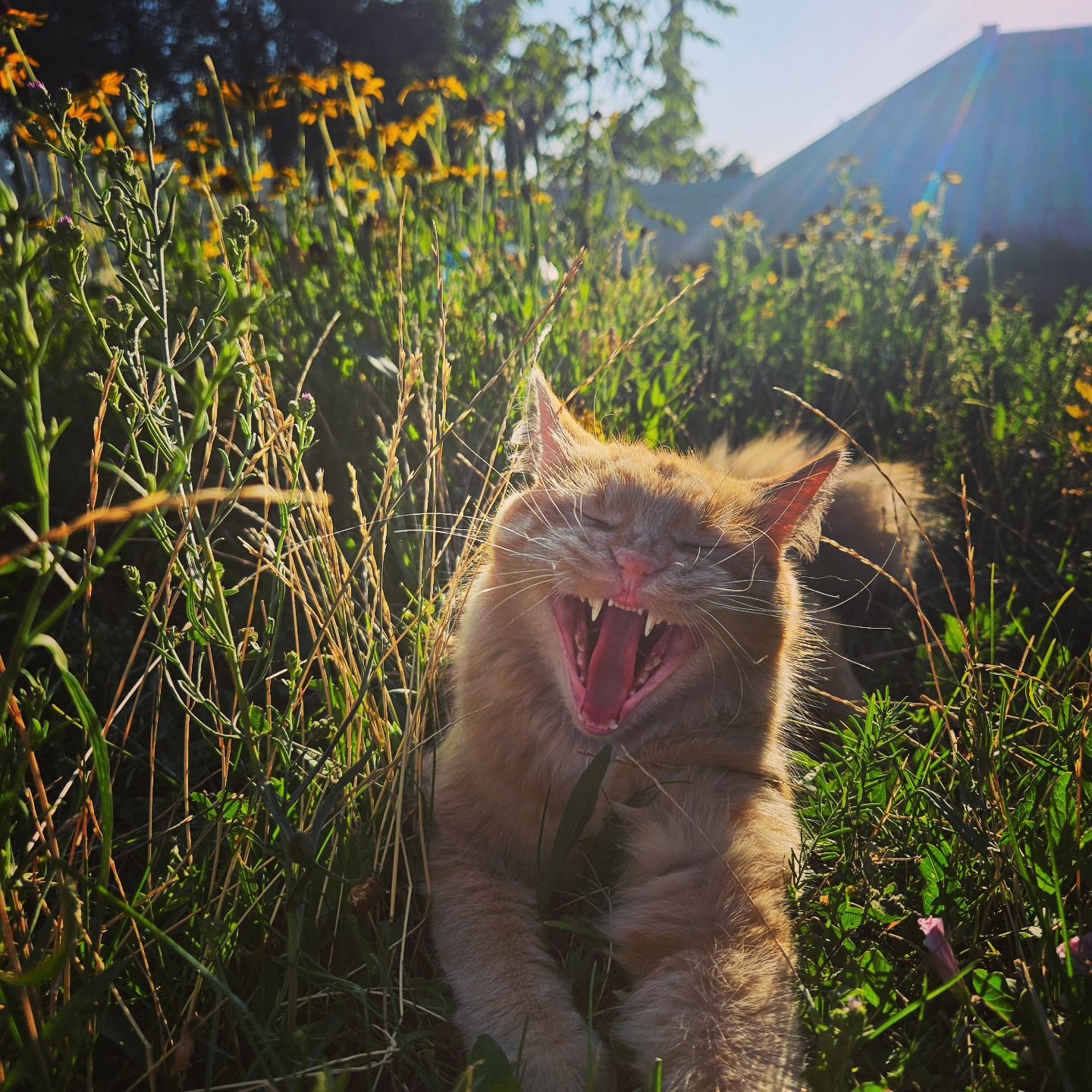It's Monday! A whole new chance to have a wonderful week! 💖 

So get out there and take a bite out of life right MEOW! 

#MondayMotivation #mondaymagic #orangecats