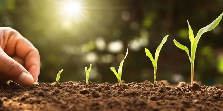 Healing Your Gut Garden: A Simple Framework for Bloating, IBS, and Gut Health in Hoover, AL