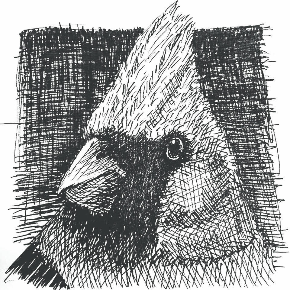 cardinal drawing for issue 4.jpg