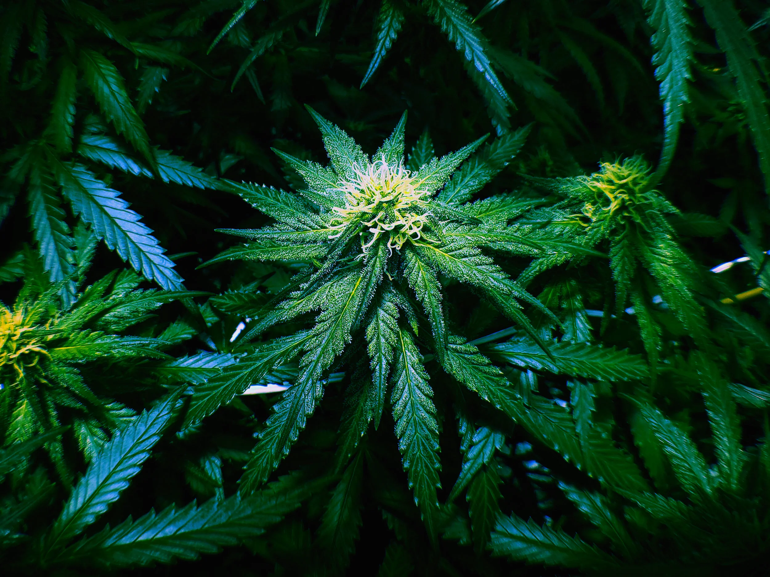 cannabis 1 v2.jpg