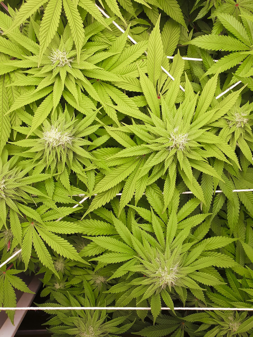 These buds are getting nice and chunky!
