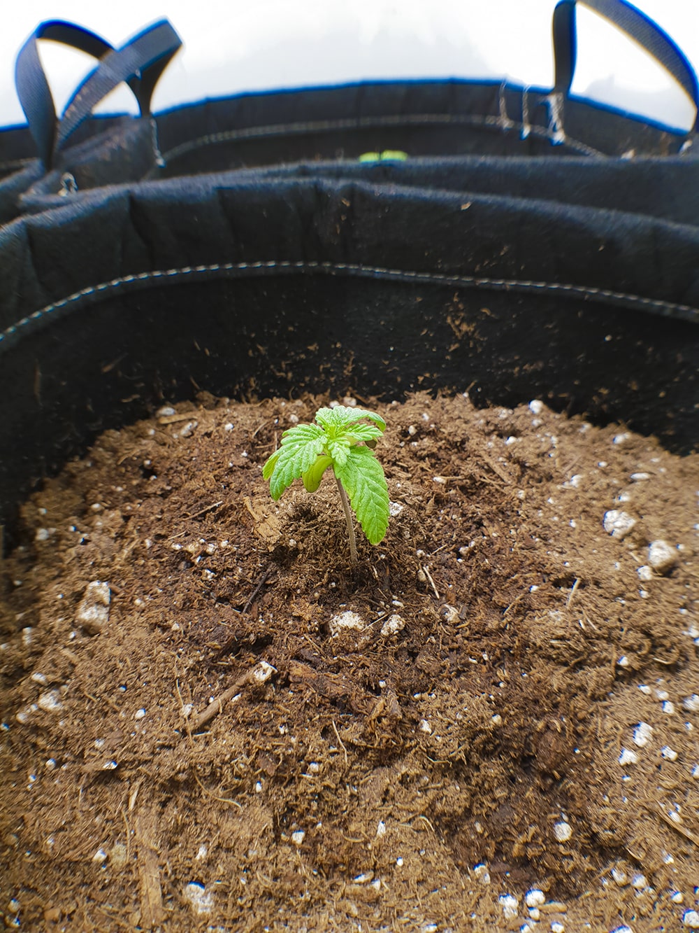 This is right after the girls were transplanted from the dome into their cloth pots - their new permanent home!