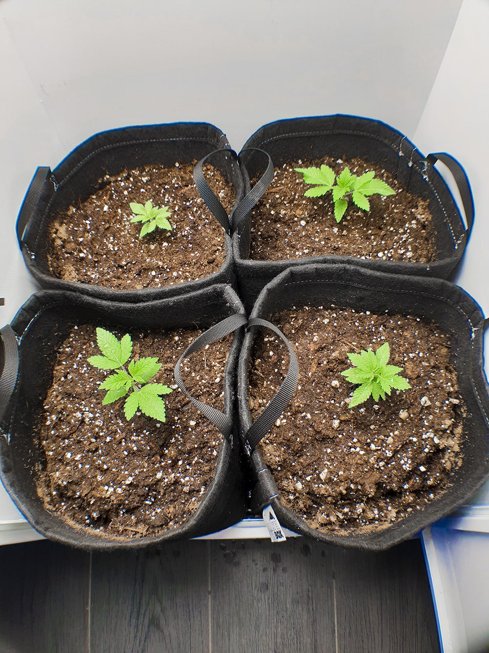 At this stage, most of the work is happening beneath the soil. The plants must form a strong root network to grow upwards!