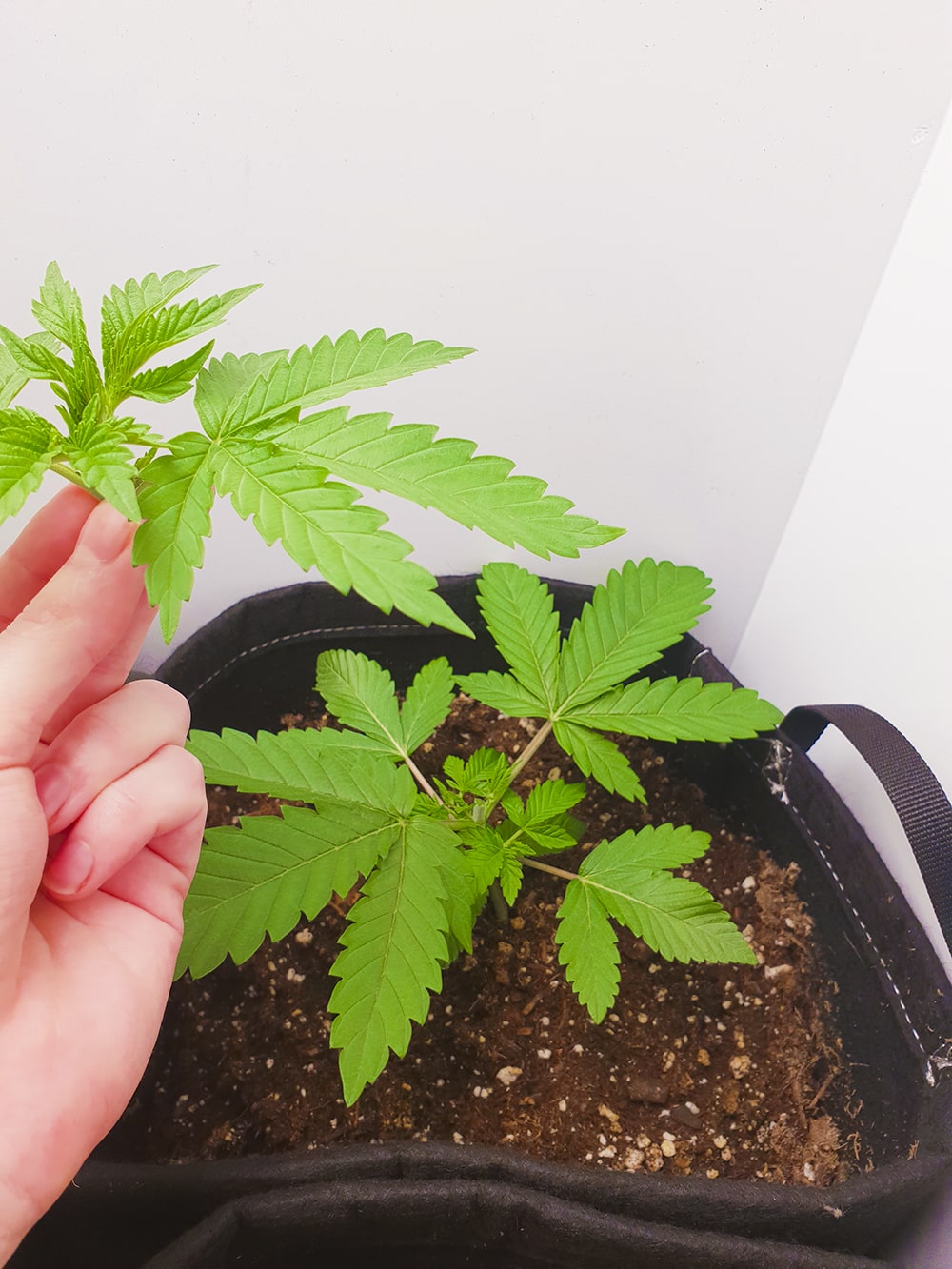 This is a training method called “topping” where you remove the top of your plants.