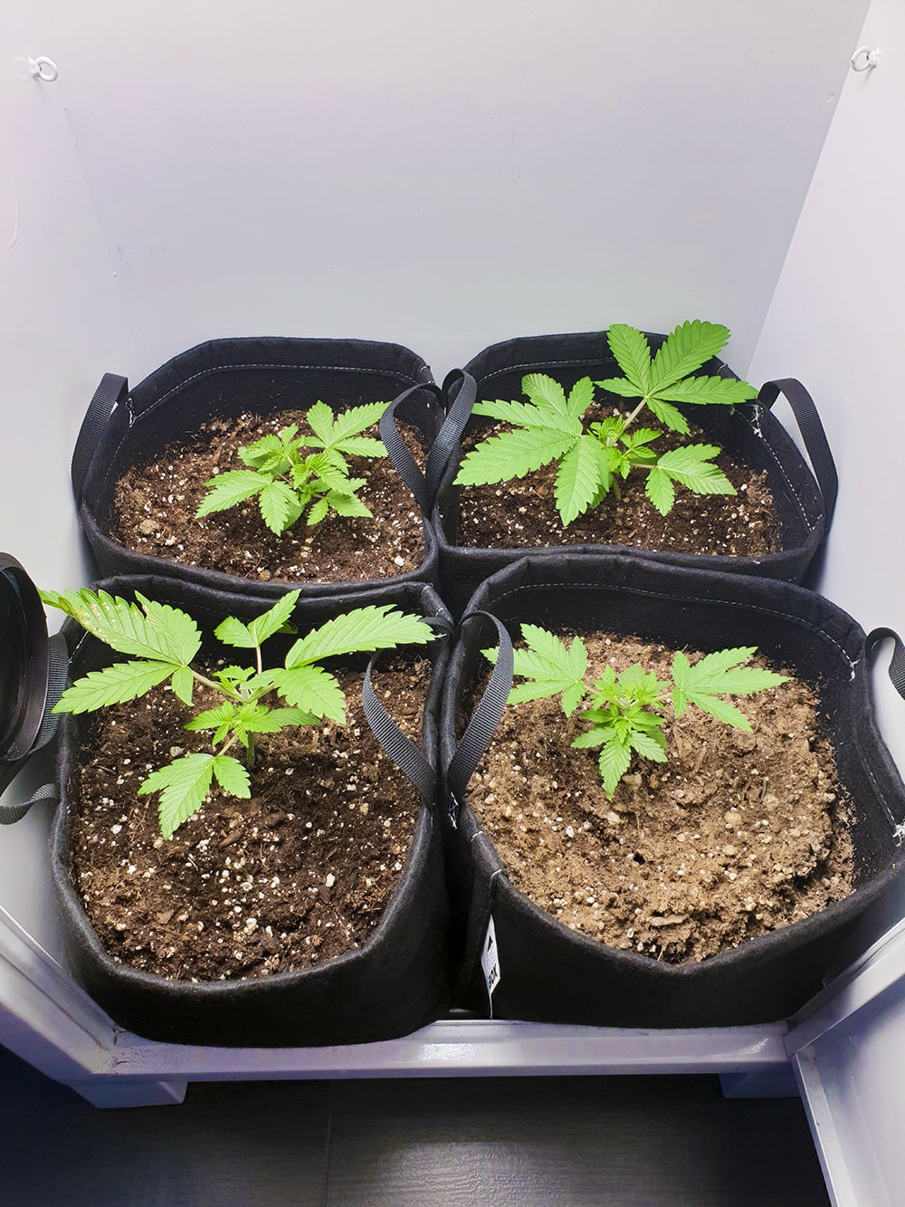 What is left behind will push growth through multiple main tops, or ‘colas’, instead of just one. Colas are where most of your bud will form, at the top of your plant.