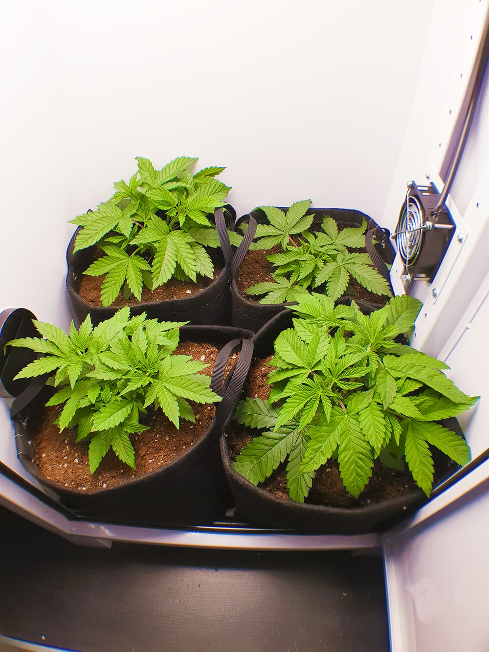  These plants are looking bushy, time for some light stress training! 