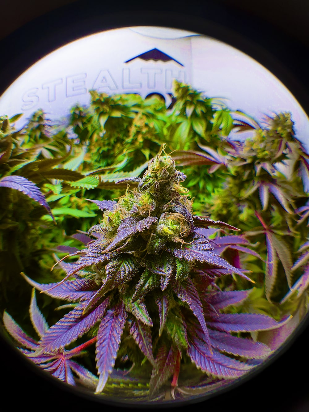 Harvest day! Some last minute purple making an appearance.