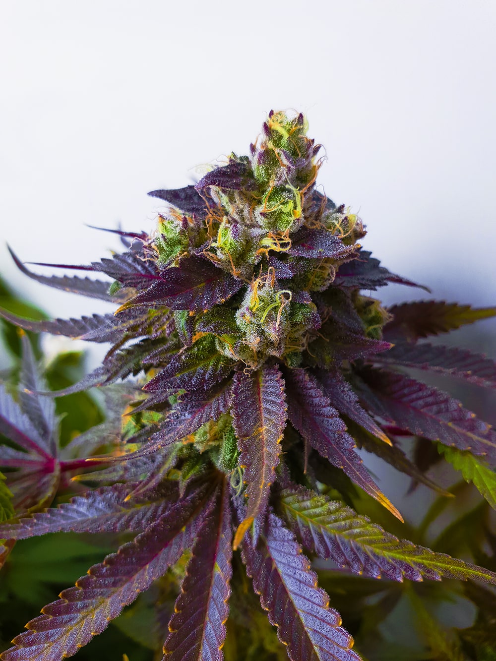 Harvest day! Some last minute purple making an appearance.