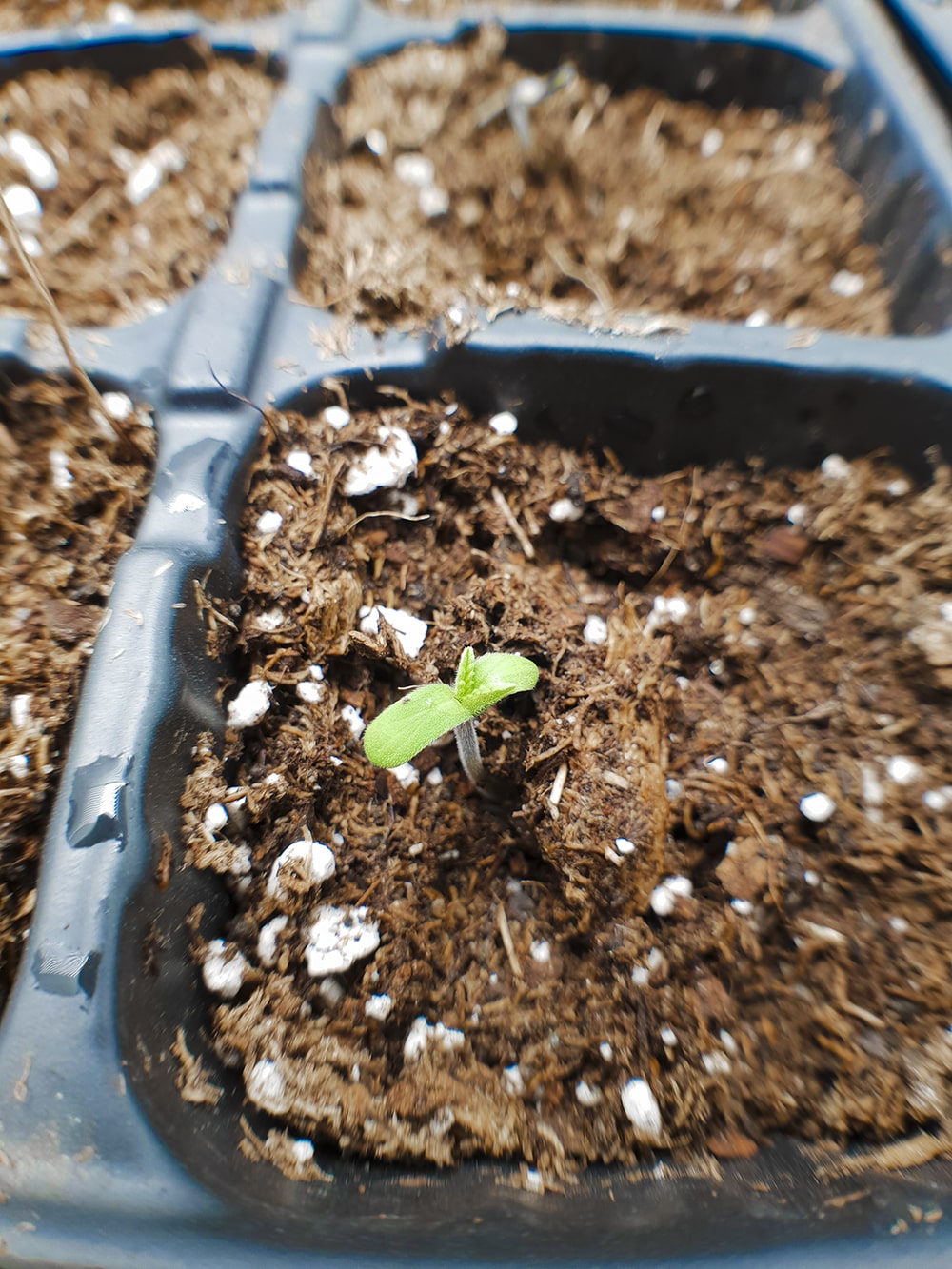  Here we can see the first seedling breaking ground. The first set of leaves are known as “cotelydons” and are smooth instead of serrated. 