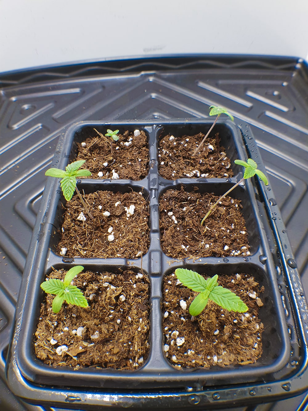 One becomes many! A successful round of propagation using Stealth Box’s seedling dome. Time to pick the best 4 and pot them up!