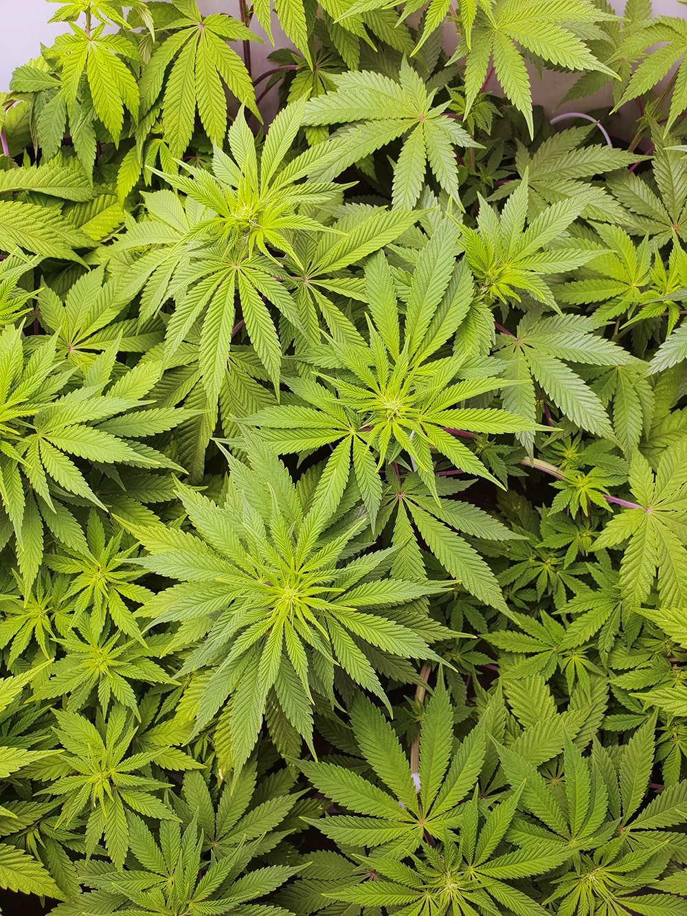 A view from above as the plants’ morphology changes throughout flower.