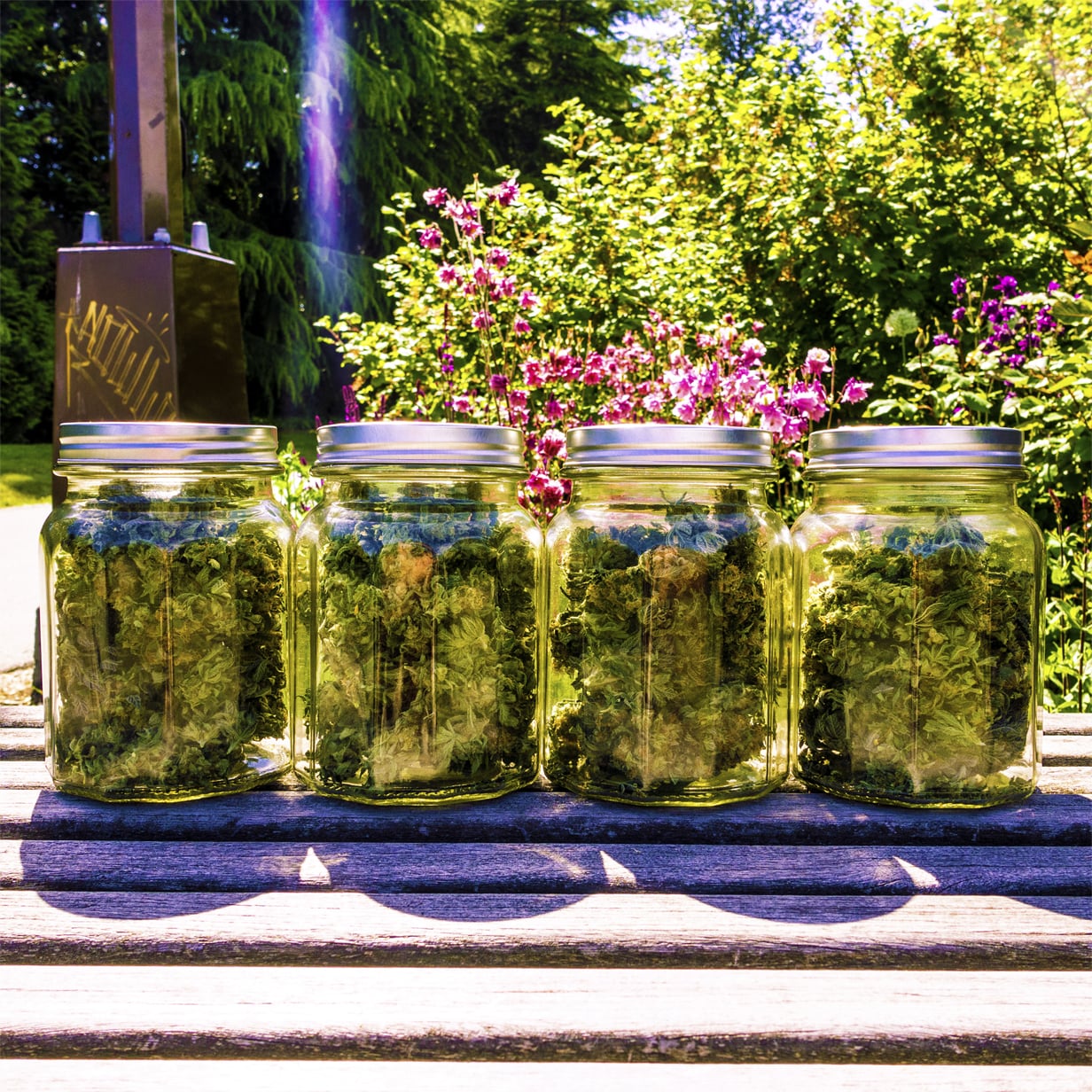 Dried and weighed for a total of 3.8 OZ! Not bad for a first timer!