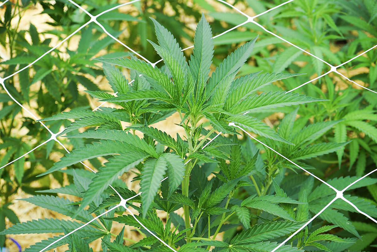 cannabis-trellis-sm.jpg