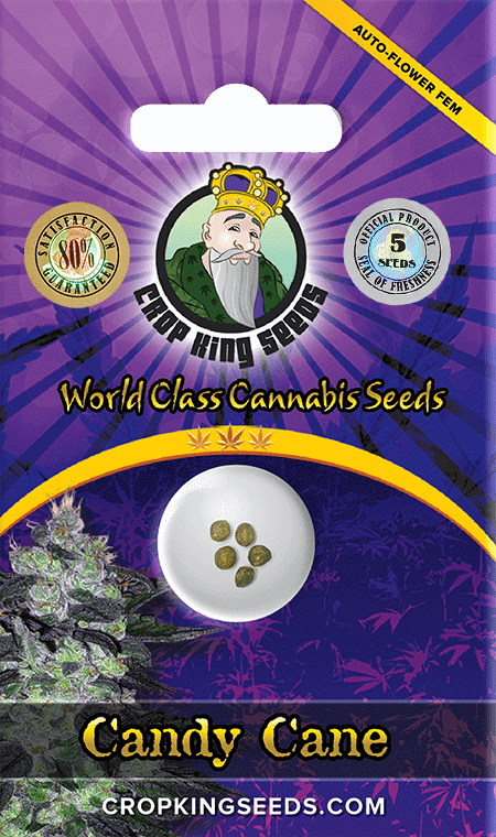 Candy-Cane-Autoflower-Marijuana-Seeds.png