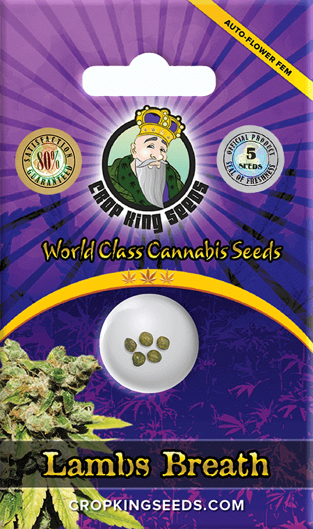 Lambs-Breath-Autoflower-Marijuana-Seeds.png