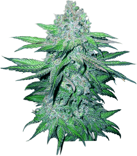 Train-Wreck-Autoflower-Marijuana-Strains.png